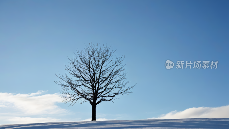 雪中的一棵树高清风景图片