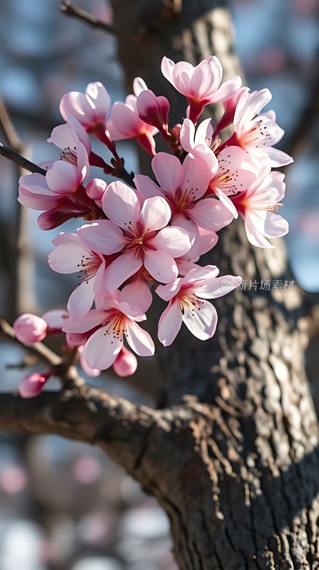 春日樱花绽放粉嫩花瓣映衬蓝天