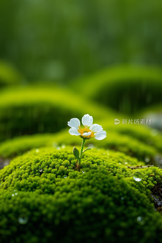 长在森林覆盖的苔藓上的花背景图片