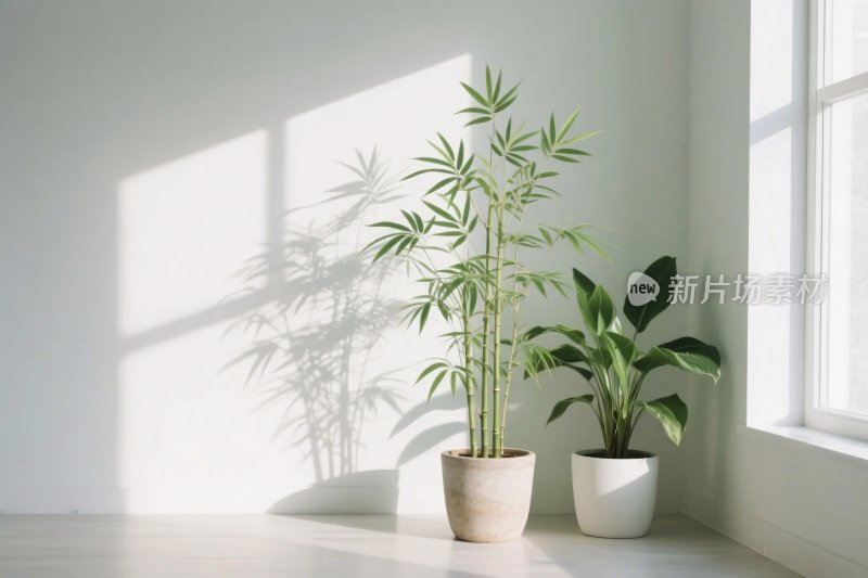 室内绿植角落光影