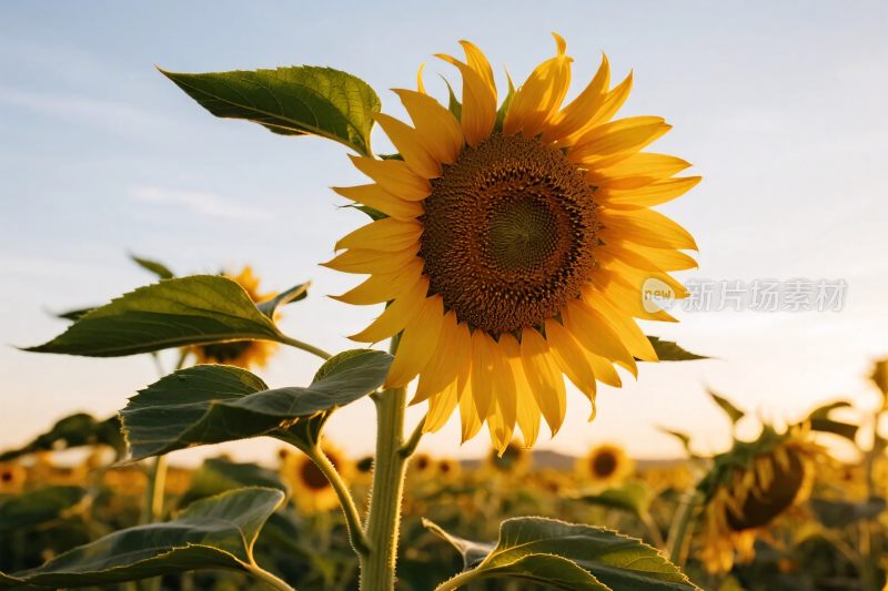 向日葵田园风景摄影
