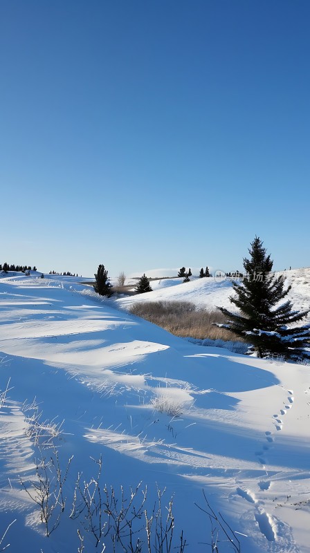 雪地松林宁静冬日