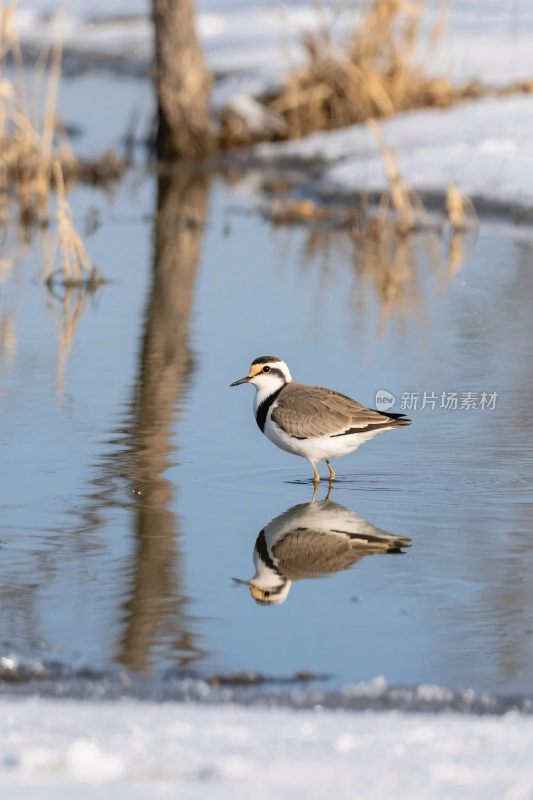 水鸟与水面倒影