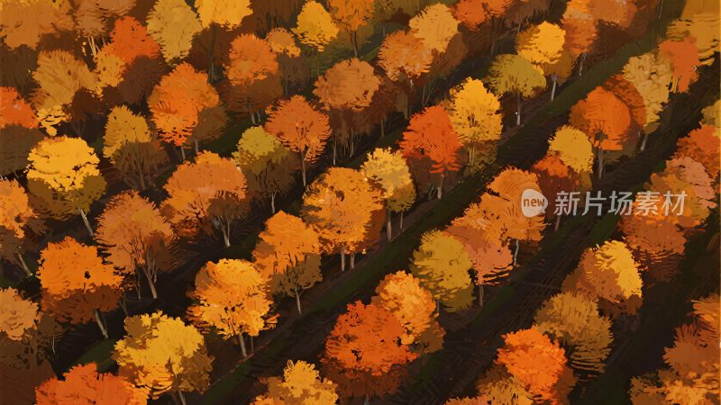 秋日多彩树林景象