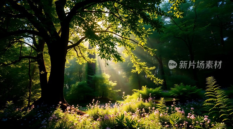 阳光下的森林秘境