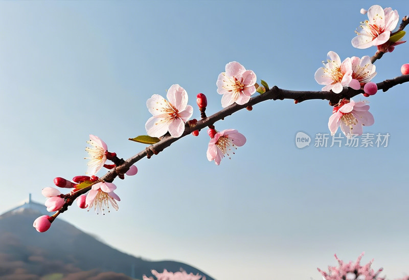 花朵天空温馨粉色