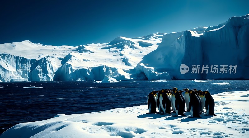 南极企鹅群集雪地美景
