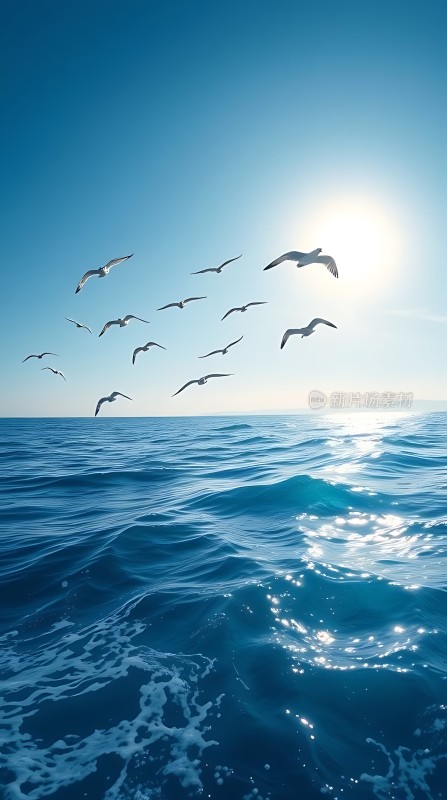 阳光下的海鸥翱翔