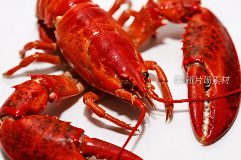 鲜红色龙虾特写