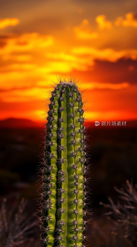 日落下的坚韧绿柱