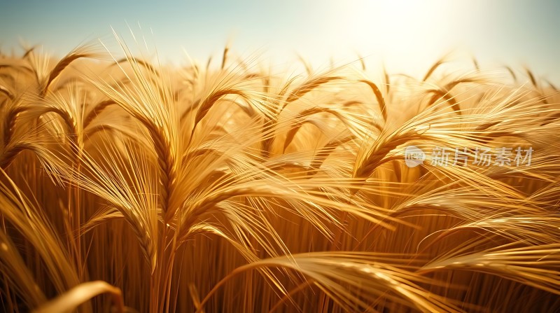 金色麦浪阳光下的丰收景象