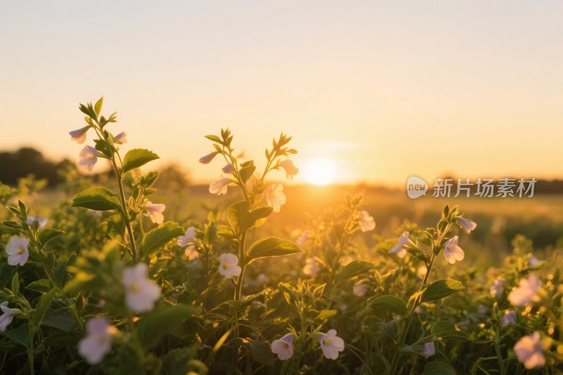 夕阳下的花草风景