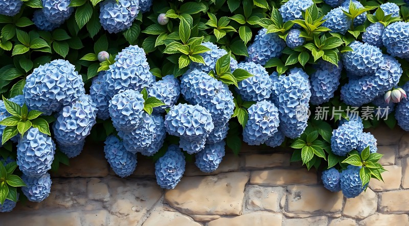 蓝绣球花簇拥绿叶石墙映衬显生机勃勃