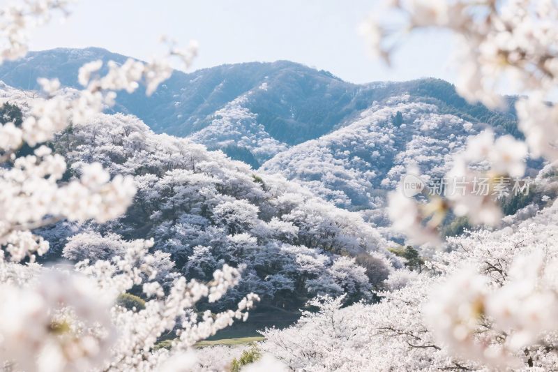 春日山间樱花美景