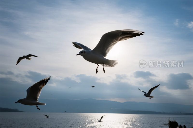 海面上飞翔的海鸥