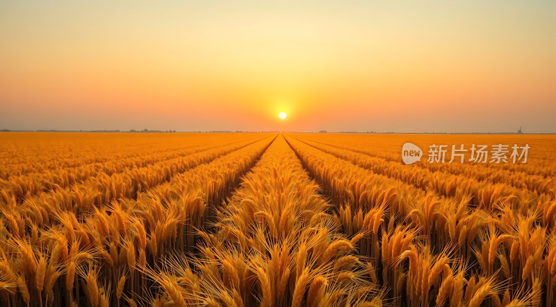 金色麦田日落时分