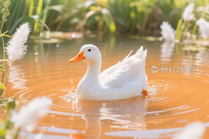白鸭游水自然风光