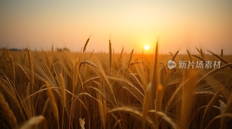金色麦浪映夕阳