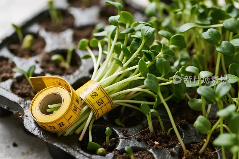 育苗种植测量工具