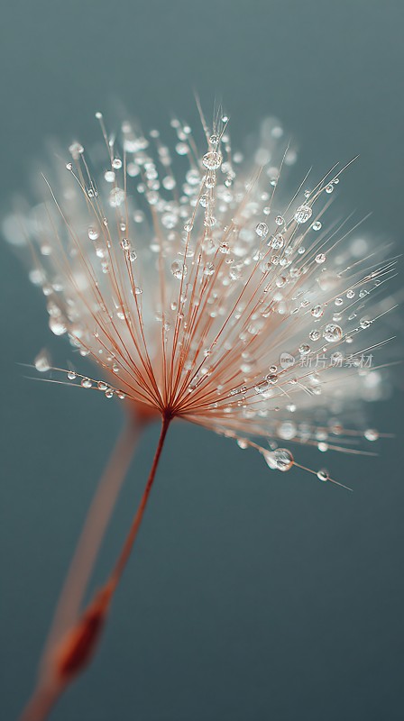 带水珠的蒲公英特写