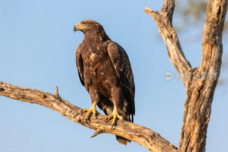 鹰栖息在树枝上