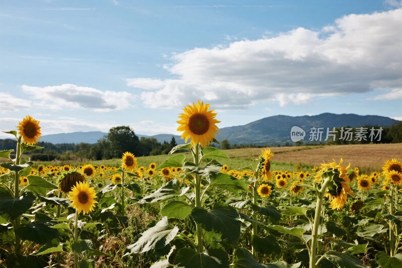 向日葵田园风景