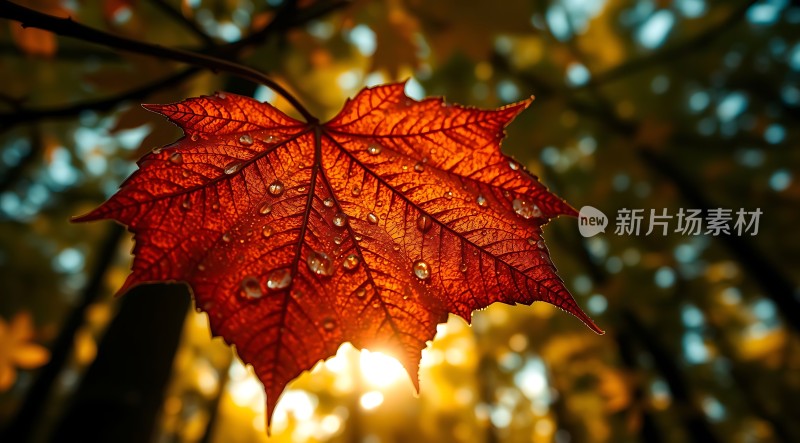 秋叶上的晨露