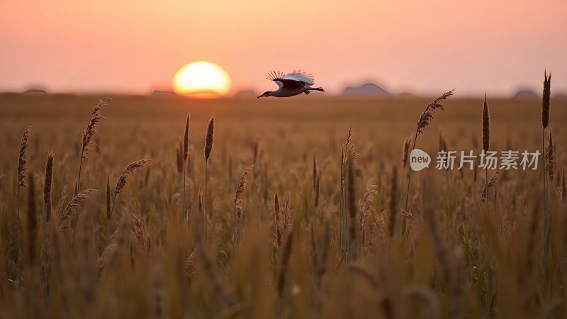 黄河入海口鸟类摄影