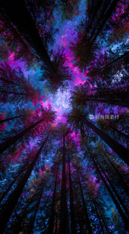 梦幻绚丽的森林星空景象