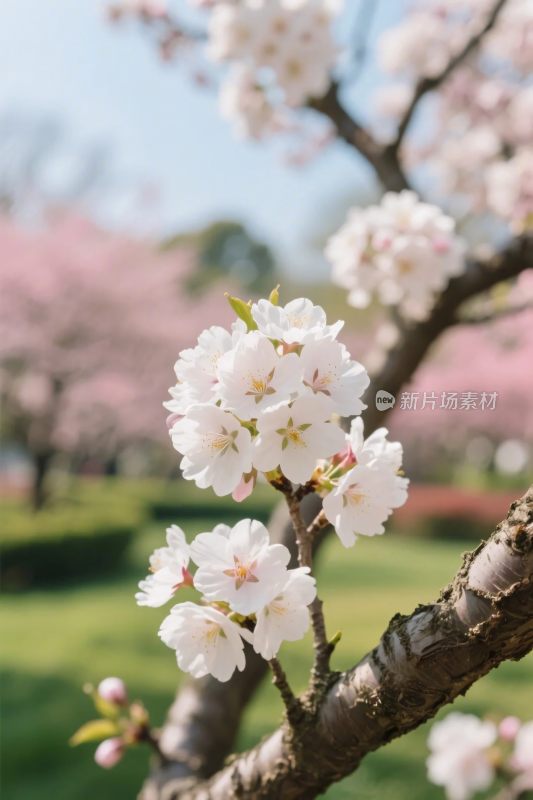 樱花枝头春景图