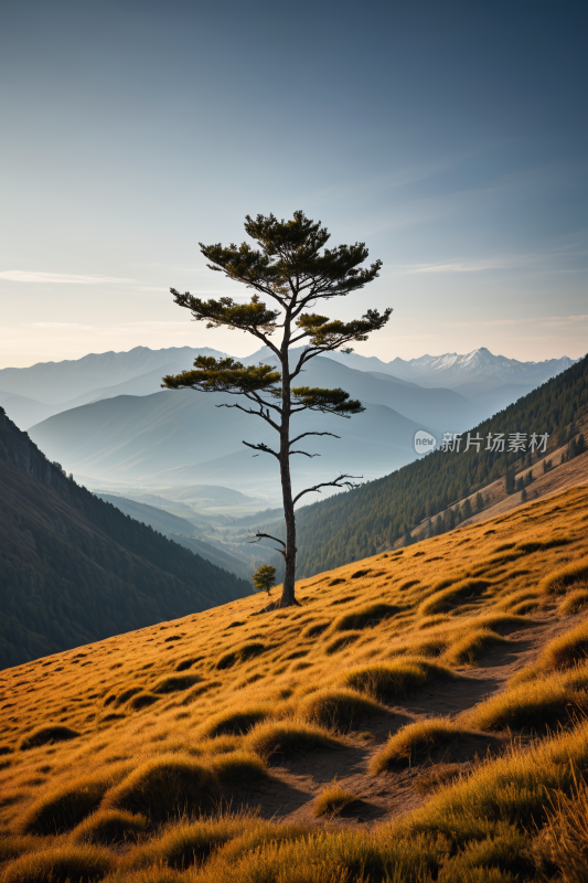 在草山上一棵孤树高高山清风景图片