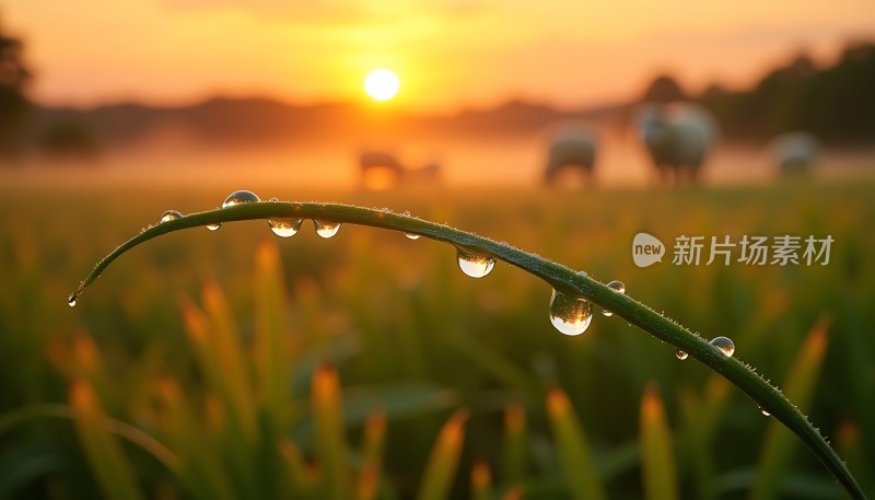 晨曦中的露珠与羊群