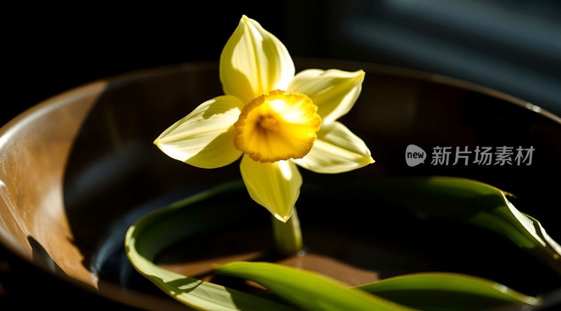 阳光下的水仙花