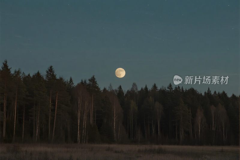 夜晚森林满月