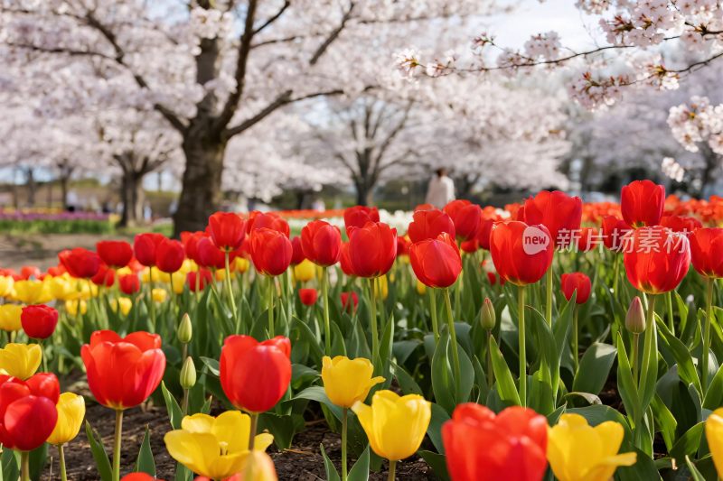 郁金香樱花春日风景