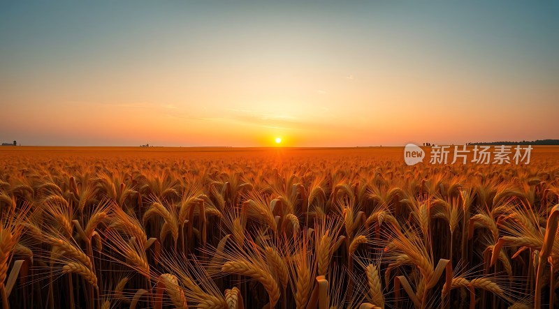 金色麦浪映夕阳