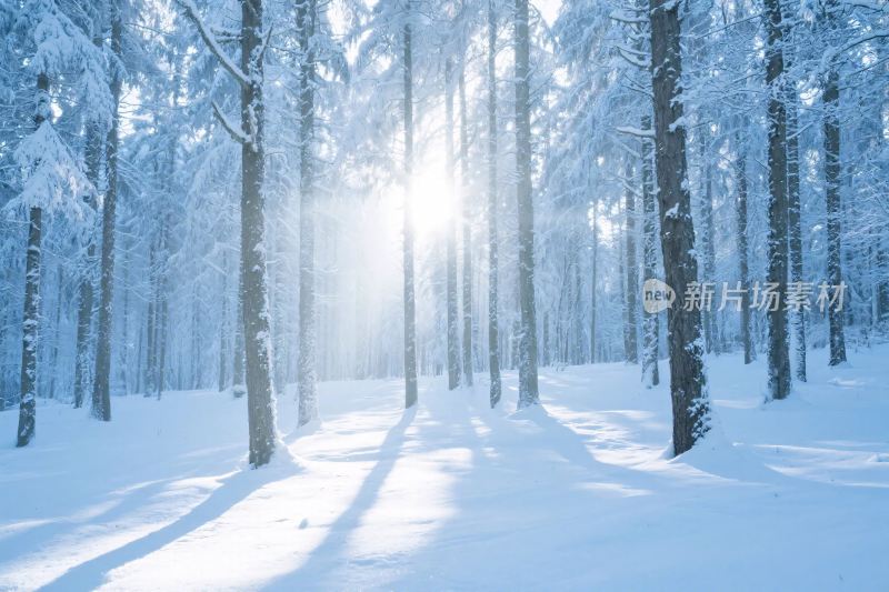 冬日雪林阳光图