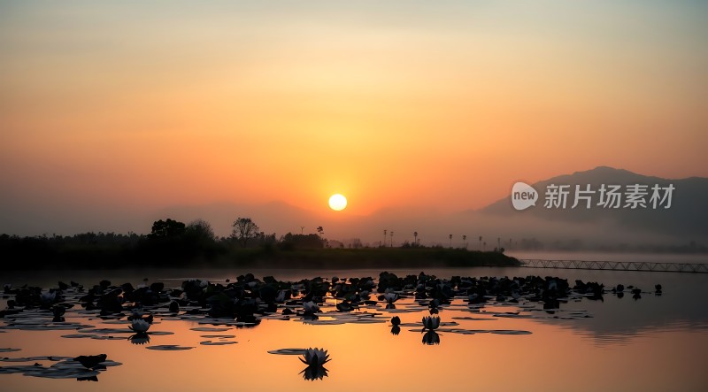 湖畔日落映荷花