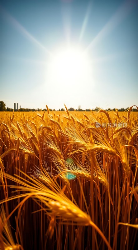 金色麦浪阳光下的丰收景象