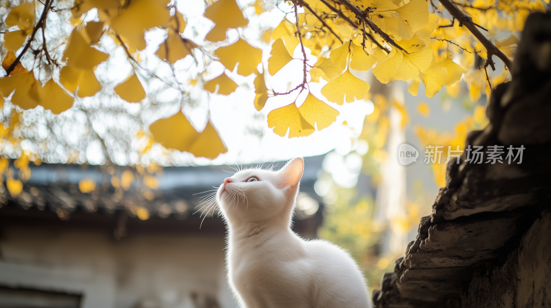 秋天里的小白猫16猫咪仰望金色的秋天