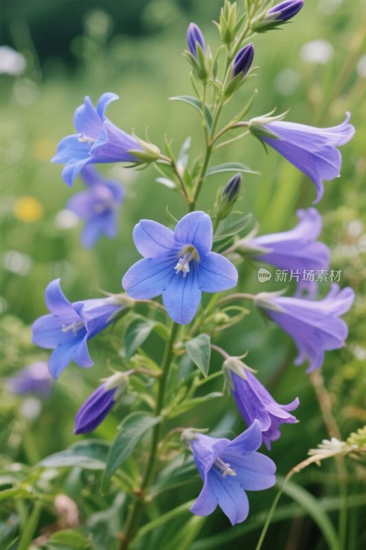 蓝紫色风铃草自然写真