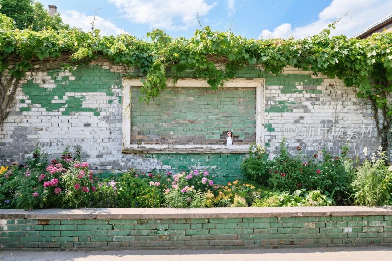 墙面藤蔓花草景观