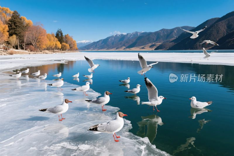 湖面海鸥山水风光