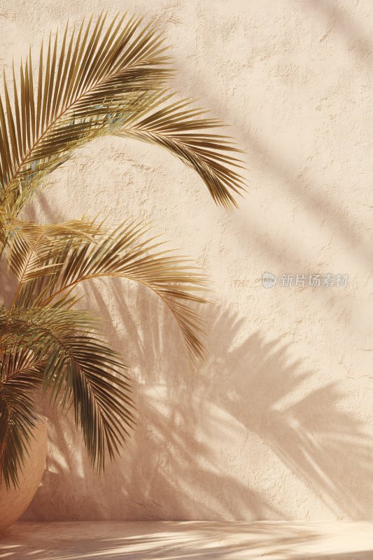 室内棕榈植物光影画面