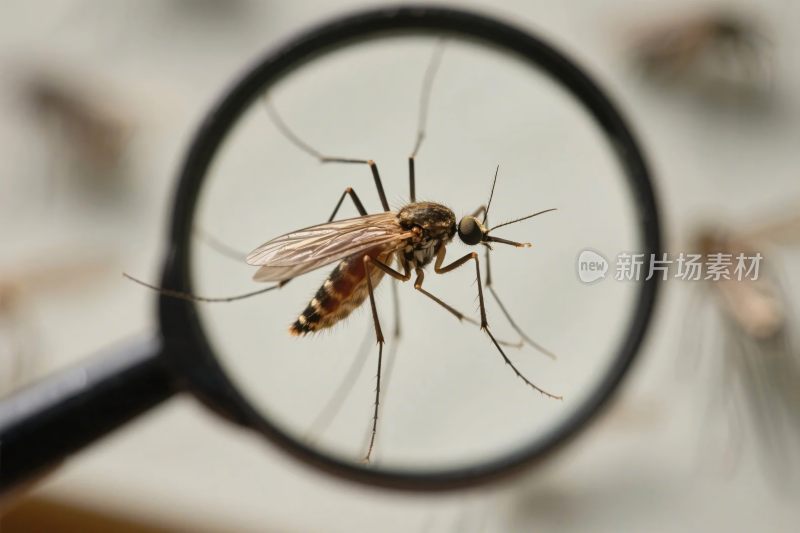 放大镜下的蚊子微观观察