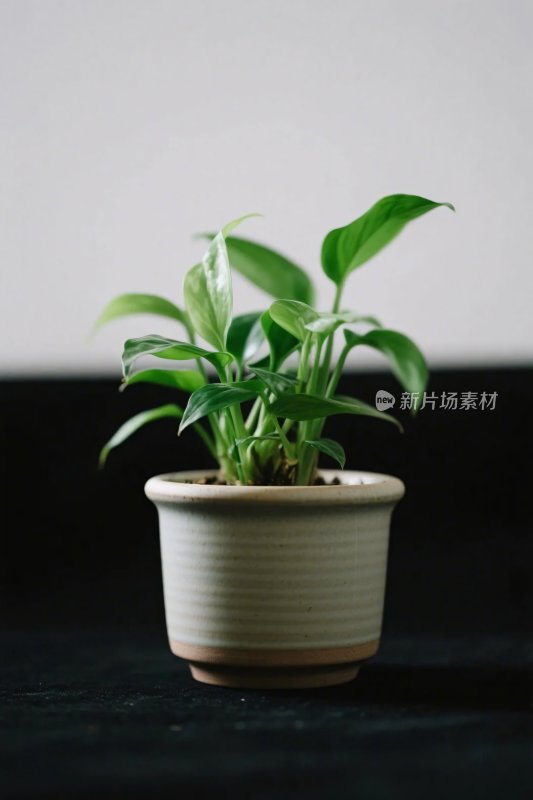 绿植盆栽展示