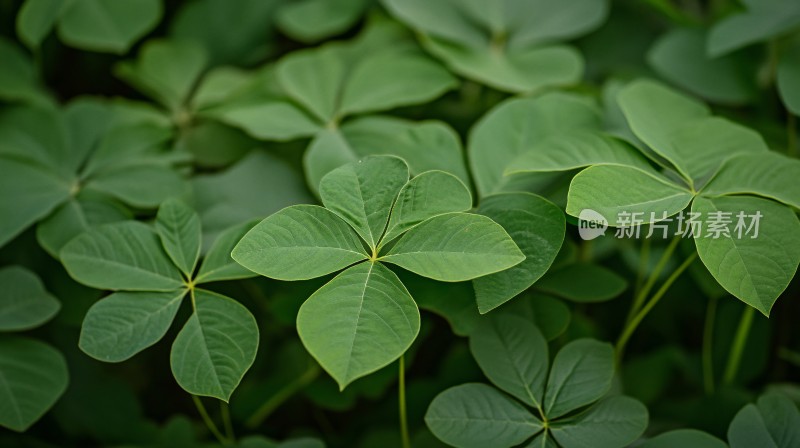 四叶草绿植背景素材