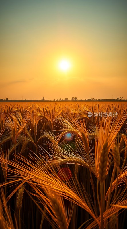 金色麦浪映夕阳