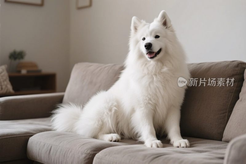 萨摩耶坐在沙发上