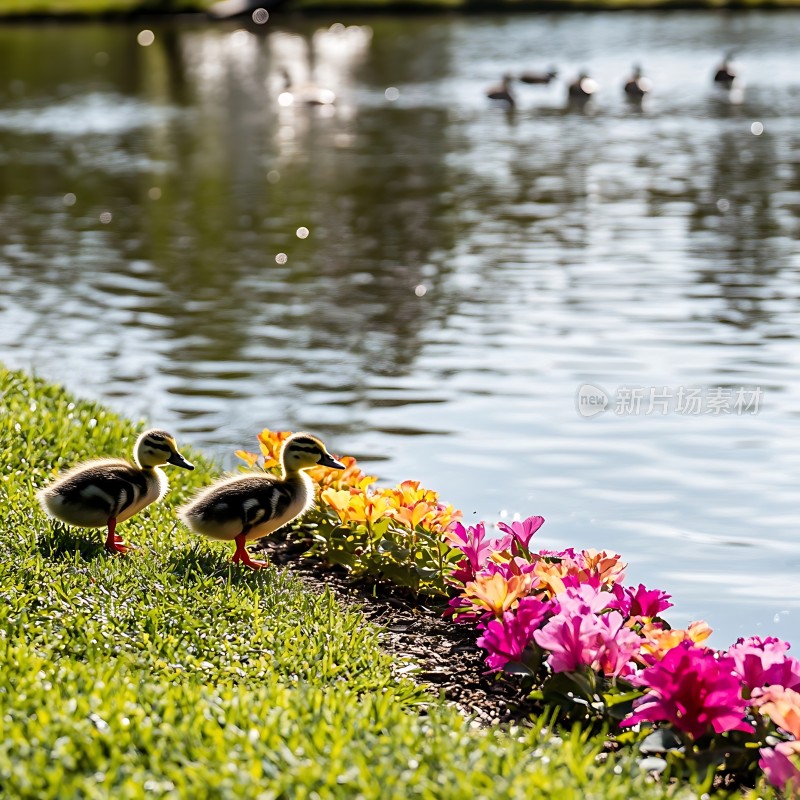 湖畔花间小鸭趣游